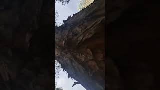 Amazing Tree #amazing #bigtree #shortvideos #youtubeshorts