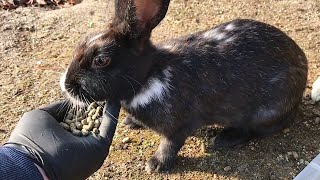 Rabbit eating food from a spy's hand