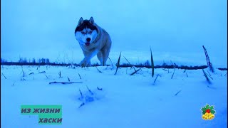 Winter dawn on the river/From the life of a husky*