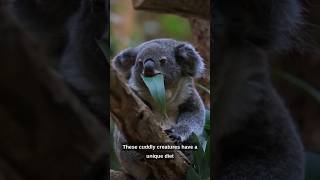 Koala Is The Dumbest Animal In The World | Cute Animal #shorts