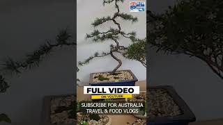 Kya Floriade Australia ka best flower show hai? |bonsai tree | Tulip Top Gardens | Travel Guide