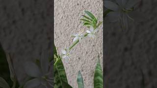 Flowers in my Spider Plant #spiderplant #indoorplants #plants #shorts #ytshorts #randomvoyage