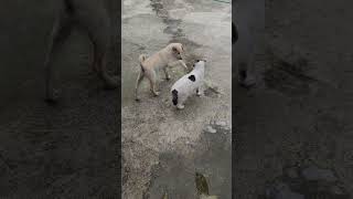 #funnycats #funnydogs #funnyvideo #catsanddogs