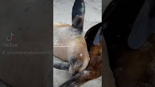 NZ Sea Lions / Papake #sandflybay #dunedin #newzealand #sealions #animals #beach #funny #funnyshorts