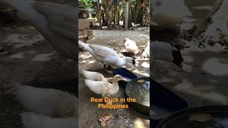 Real Duck in the Philippines #philippinesduck #duck #duckvideo #realduck #duck  #buhayprobinsya