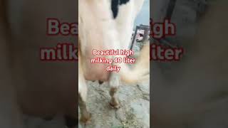 #High milking beautiful cow frizon#vetrinary#livestockmanagement