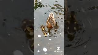 Cute Ducks and Family - Ireland Beauty