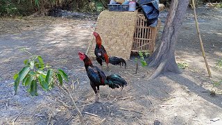 nonton ayam bangkok & ayam pakhoy di pasar nirathawat di thailand selatan !!! ramai bro !