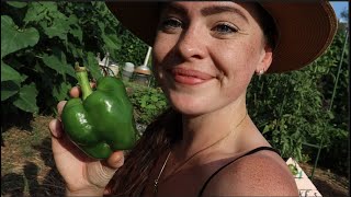 Harvesting Big Tomatoes and Peppers + Excessive Rain | Vlog Week 22 | Central Texas Garden Zone 8b