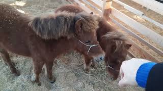 Pôneis na Rural Fest 2023 , em Estância Velha. Parte 4.