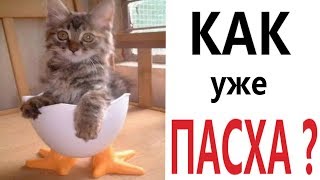 Лютые приколы. КОТ И ПАСХА!!! Самое смешное видео! Засмеялся проиграл! – Domi Show!