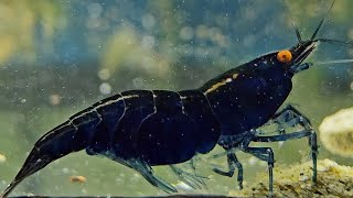 Variation within the Neocaridina davidi Blue Dream Orange Eye, and what to target.