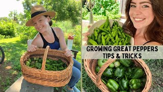 How to Grow Peppers - My Tips & Tricks