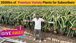 Best of Yellow Dragon Fruit Variety #dragon_fruit #pitaya @kisaanmitra