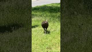 [鳥類 Bird] (シチメンチョウ Wild Turkey)