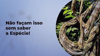 NÃO FAÇA ISSO SEM SABER QUAL É A ESPÉCIE DE TREPADEIRA!