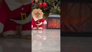 Funny Video Dog Costume #funnyvideo #dog #shorts