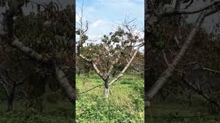 Fishkill Farms - Apple Picking- New York