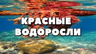 Ботаника.Красные водоросли.