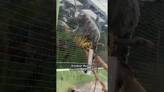 Common Marmoset 🐵 Smallest Monkey 🐵 | Looking for 🥗 #algate23 #trending #shorts