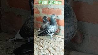 Udaan ke Patthr Sale Lucknow - 8707698889 #kabutar #lucknowkabutar #pigeon #kabutarsale