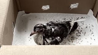 Baby pigeon almost killed by four cars part 1