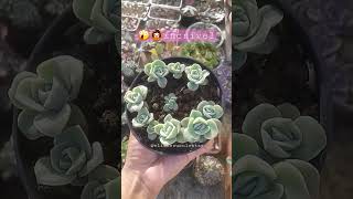 Berçário de suculentas 🌸🆔graptoveria lovely Rose #suculentas #dicas #plantas #jardim