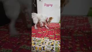 Doggy diggers at work 🐶🤣#shorts#viralvideo#dog#puppy#funny#comedy#cute#oggy#ollie#trending#dogbreed