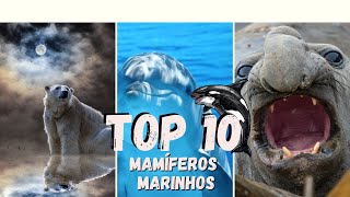 Quais são os mamíferos marinhos? Top 10 Mamíferos aquáticos do mundo!