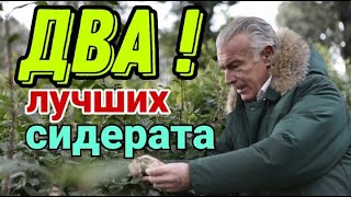 8 Два лучших сидерата для улучшения почвы и повышения плодородия земли. Какие сидераты сеять осенью