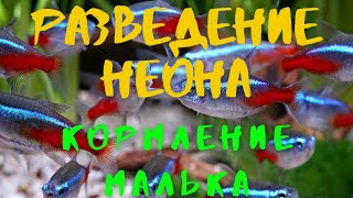 РАЗВЕДЕНИЕ ГОЛУБОГО НЕОНА ЧАСТЬ 2. МАЛЕК, СТАРТОВЫЕ КОРМА, АРТЕМИЯ, КОЛОВРАТКА (English subtitles)