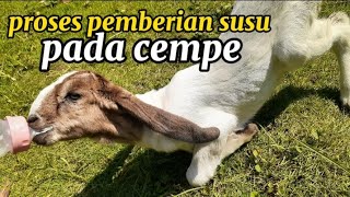 PROSES PEMBERIAN SUSU PADA KAMBING