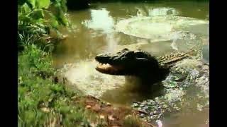 ABC da Amazônia: Jacaré-açu