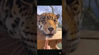 jaguar boop #viral