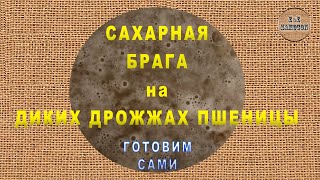 Сахарная брага на диких дрожжах пшеницы.