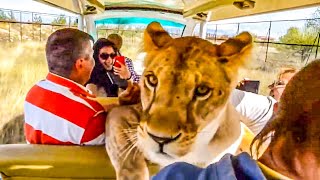 In the “Taigan” lioness rides with tourists in a car on the savannah!