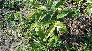 Plantação de goiaba aqui no sítio - muito lindo #vidanaroça #agricultura #amoplantar