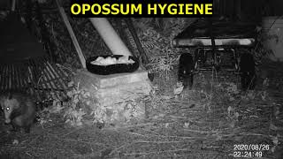 OPOSSUM HYGIENE