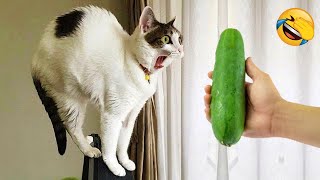 New Funny Animals 2024 😄 Funniest Cats and Dogs Videos 😻🐶 Part 4