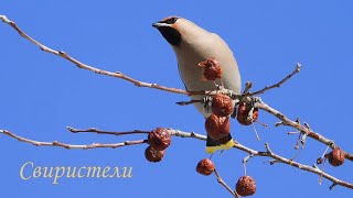 Свиристели