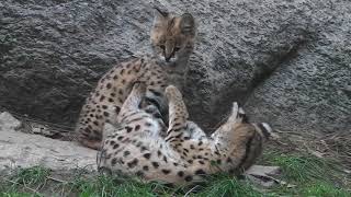 Löwen - Wölve - Serval Babies - Zoo Osnabrück