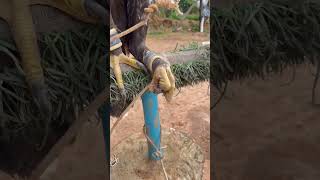 Black boy #birds #hawk #shortvideo #wildlife