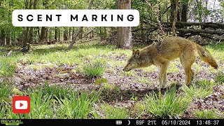 Coyote Caught on Trail Camera | Scent Marking