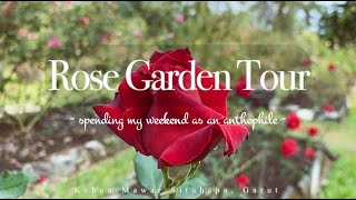 Rose Garden Tour | Kebun Mawar Situhapa | for all Anthophile | Stunning Rose Garden