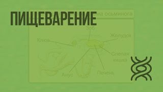 Пищеварение. Видеоурок по биологии 7 класс