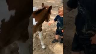 Horse and baby horse !