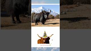 English Learning| Mountain Animals|