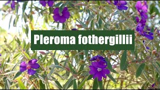 Pleroma fothergillii (quaresmeira arbustiva)