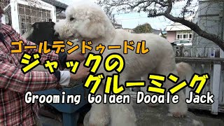 ゴールデンドゥードル犬のジャックのグルーミング、シャンプーから簡単カットまで　　　Grooming Golden Doodle Jack.　　　のんびりおやじPDC