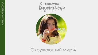 Нервная система и органы чувств | Окружающий мир 4 класс #35 | Инфоурок